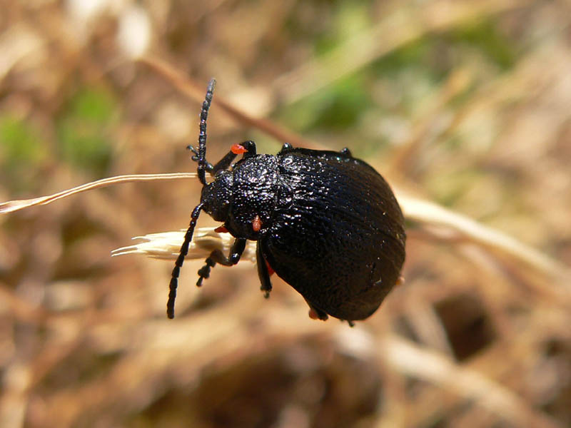 Galeruca sp.